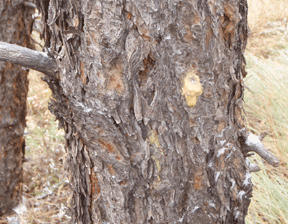 Mountain Pine Beetle