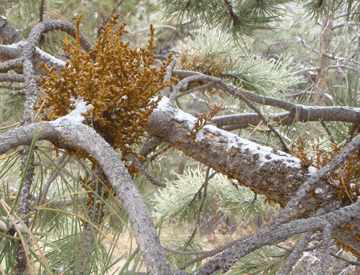 Dwarf Mistletoe