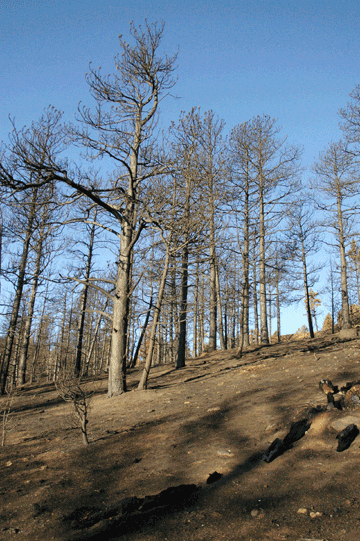 Fire Burned Trees